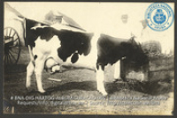 Melkkoeien. Foto Soublette et Fils, Curaçao (ca. 1900-1920)