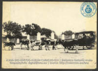 Koeien op openbare weg, automobiel. Foto Soublette et Fils, Curaçao (ca. 1900-1920)