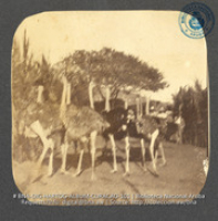 Struisvogelpark Albertina, Plantage Choloma, Montaña, Curaçao. Foto Soublette et Fils, Curaçao (ca. 1900-1920), Array