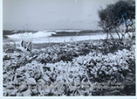Bonaire, Beeldcollectie Dr. Johan Hartog, no. 091
