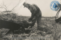 Aloë-cultuur: De bladen van de aloë worden afgesneden en in een lekbak gelegd (Dr. Johan Hartog Collection), Lago Oil and Transport Co. Ltd.