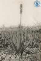 Aloë-cultuur: Bloeiende aloë-plant (Dr. Johan Hartog Collection)