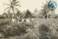 Palm Beach, 'de plaats waar het Aruba Caribbean Hotel zal komen' (Dr. Johan Hartog Collection)