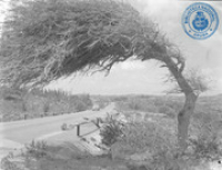 Weg van Santa Cruz naar San Nicolas (Dr. Johan Hartog Collection), Gouvernement Kolonie Curaçao/Nederlandse Antillen