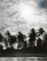 Album: Aanzichten - Aruba (Dr. Johan Hartog Collection)