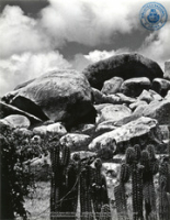 Album: Landschappen - Aruba (Dr. Johan Hartog Collection)