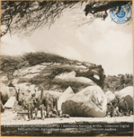 Divi-Divi tree, cactus, and rock (#4732, Lago , Aruba, April-May 1944), Morris, Nelson