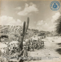 Cactus - Aruba (#4734, Lago , Aruba, April-May 1944), Morris, Nelson
