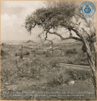 Wasteland - Aruba (#4740, Lago , Aruba, April-May 1944), Morris, Nelson
