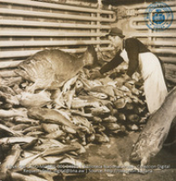 Sorting out some of the 2 1/2 tons of fish in the Lago cold storage room (#4981, Lago , Aruba, April-May 1944), Morris, Nelson
