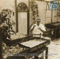 Ralph K. Watson, Process Foreman of Receiving and Shipping Department. Dabbles in hydroponics experiments in his garden. (#5136, Lago , Aruba, April-May 1944), Morris, Nelson