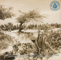 Landscape and school children around Santa Cruz (#5395, Lago , Aruba, April-May 1944), Morris, Nelson