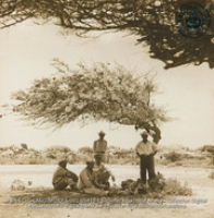 Siesta time for field laborers (#5419, Lago , Aruba, April-May 1944), Morris, Nelson