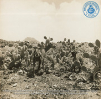 Typical Aruban landscape - cactus, Mt. Hooiberg in background, and wild goats, blended into the scene by their protective coloring (#5426, Lago , Aruba, April-May 1944), Morris, Nelson