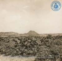 Typical Aruban landscape - cactus, Mt. Hooiberg in background, and wild goats, blended into the scene by their protective coloring (#5429, Lago , Aruba, April-May 1944), Morris, Nelson