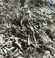 Aloes (#5455, Lago , Aruba, April-May 1944)