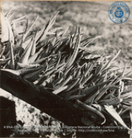 Aloes (#5460, Lago , Aruba, April-May 1944), Morris, Nelson