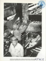 Help us describe this picture! (Human Interest / People at Work, LAGO, ca. 1955), Lago Oil and Transport Co. Ltd.