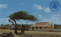 Divi divi tree with cunucuhouse (Postcard, ca. 1962)