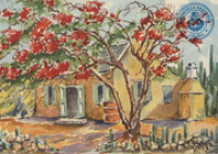Flamboyant in bloom, Santa Cruz (Postcard, ca. 1962), Pandellis, Jean G, 1896-1965