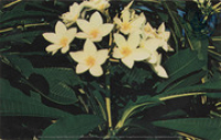 One of the many tropical flowers at Aruba, the temple flower (Postcard, ca. 1962)