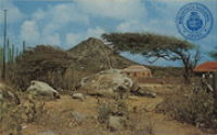 Hooiberg with Divi-Divi tree (Postcard, ca. 1962)