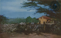 Typical Aruban cunucu (country) house with stone fence (Postcard, ca. 1962)