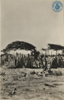 Divi divi tree (Postcard, ca. 1962)
