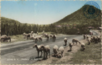 Aruba N.A. 'Hooiberg' at Santa Cruz (Postcard, ca. 1962)