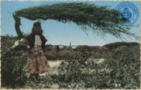 Divi Divi tree (Postcard, ca. 1962)