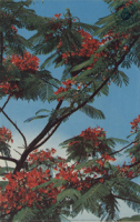 Flamboyant tree, the brilliant blossoms of the flamboyant tree are a familiar and beautiful part of the scenery in Aruba (Postcard, ca. 1963)