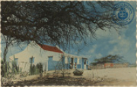 Cunucu house with famous divi divi tree, Aruba (Postcard, ca. 1965)