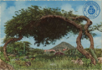 Divi-Divi Tree, Aruba, Netherlands Antilles (Postcard, ca. 1967)