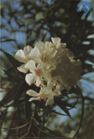 Flowers of the West Indies. Oleander (Postcard, ca. 1972)