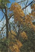 Flowers of the West Indies. Moringa Olifeira, Drumstick Tree (Postcard, ca. 1972)