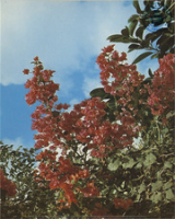 Flowers of the West Indies. Bougainville (Postcard, ca. 1975)