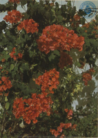 Flowers of the West Indies. Bougainville(Postcard, ca. 1975)