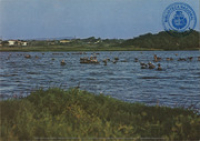 Aruba's nature resort for birds at Bubali (Postcard, ca. 1976)