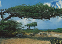 Aruba's Natural Beauty: Famous and unique Divi Divi tree, shaped by the ever present trade winds (Postcard, ca. 1980-1986)