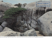 Aruba's Natural Beauty: Divi Divi tree amid century old boulders (Postcard, ca. 1980-1986)