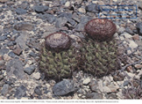 Aruba's Natural Beauty: Bushi is the name of this Arubian cactus (Postcard, ca. 1980-1986)