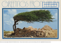 Greetings from Aruba. Divi-Divi Tree (Postcard, ca. 1980-1986) Divi Divi tree, an unique landmark of Aruba's countryside