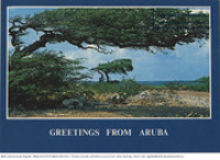 Greetings from Aruba. Divi-Divi Tree (Postcard, ca. 1980-1986) Aruba's famous and unique Divi Divi, shaped by the ever present trade winds