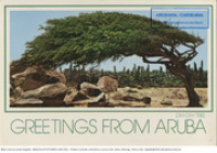 Greetings from Aruba. Divi-Divi Tree (Postcard, ca. 1980-1986) The famous Divi-Divi Tree is a well-known landmark of Aruba. Due to the fact that the Tradewind always blows from one direction this tree grows with the direction of this wind