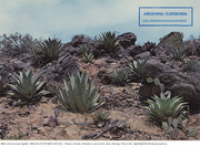 Aruba. Sisal Plants (Postcard, ca. 1980-1986) Several Sisal plants growing wild in the Aruban countryside