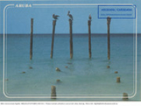 Aruba. Pelicans (Postcard, ca. 1980-1986) Pelicans close to the Tamarijn Beach Hotel, taking a sun rest