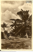 Cocoanut Palm Sabaneta Aruba D.W.I.