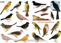 Poster: Vogels van de Nederlandse Antillen (BNA Poster Collection # 010), Fatum