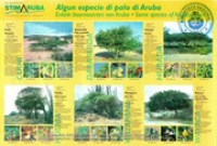 Poster: Algun especie di palo di Aruba : Enkele Boomsoorten van Aruba : Some species of Aruban trees (BNA Poster Collection # 075), Stimaruba