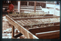 Jonge zaailingen van o.a. tomaat, Dienst Landbouw en Veeteelt, Santa Rosa, Vredebregt, Casper